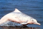 Photo of Chinese White Dolphin - Sousa chinensis /www.aquabio.com