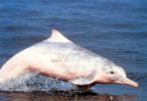 Photo of Indo-Pacific Humpback Dolphin (Sousa chinesis) / www.aquabio.com 