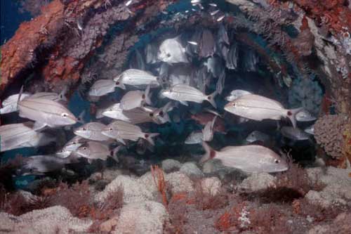 Fish on artificial reef for habitat restoration